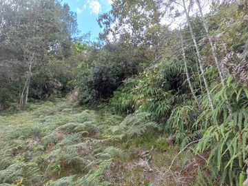 VENDO FINCA DE TRABAJO EN CONCEPCIÓN ANTIOQUIA.