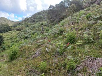 VENDO FINCA DE TRABAJO EN CONCEPCIÓN ANTIOQUIA.