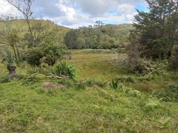 VENDO FINCA DE TRABAJO EN CONCEPCIÓN ANTIOQUIA.