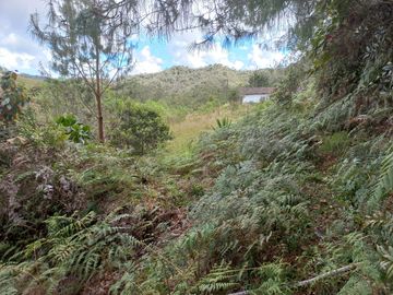 VENDO FINCA DE TRABAJO EN CONCEPCIÓN ANTIOQUIA.