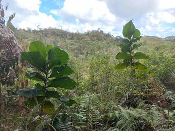 VENDO FINCA DE TRABAJO EN CONCEPCIÓN ANTIOQUIA.