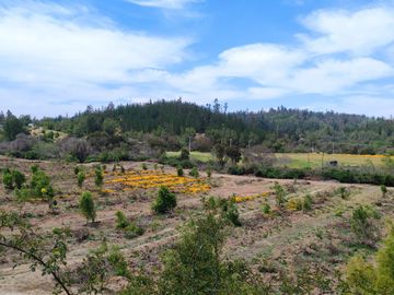 Vendo espectaculares parcelas de 3 Hectáreas en el hermoso sector de Melosilla en Casablanca