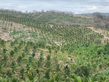 F27 - Venta Hacienda Agrícola en Portoviejo Manabí 32 ha