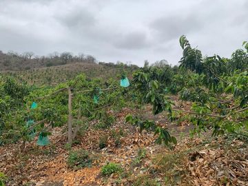 F27 - Venta Hacienda Agrícola en Portoviejo Manabí 32 ha