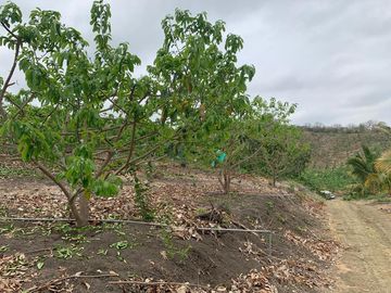 F27 - Venta Hacienda Agrícola en Portoviejo Manabí 32 ha