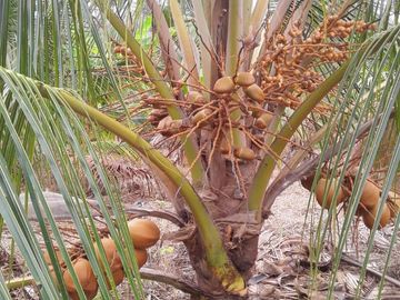 F27 - Venta Hacienda Agrícola en Portoviejo Manabí 32 ha
