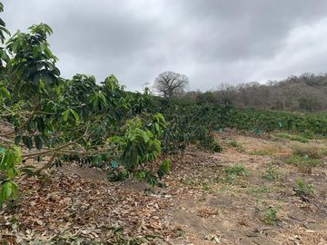 F27 - Venta Hacienda Agrícola en Portoviejo Manabí 32 ha
