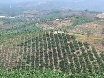 F27 - Venta Hacienda Agrícola en Portoviejo Manabí 32 ha