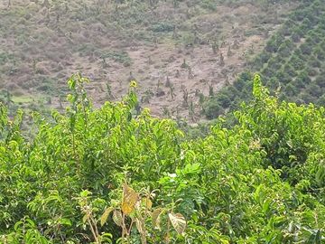 F27 - Venta Hacienda Agrícola en Portoviejo Manabí 32 ha