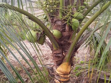 F27 - Venta Hacienda Agrícola en Portoviejo Manabí 32 ha