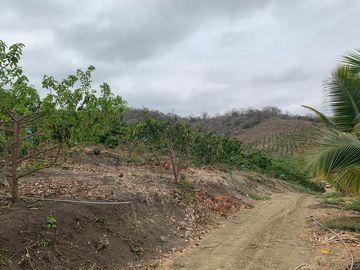 F27 - Venta Hacienda Agrícola en Portoviejo Manabí 32 ha