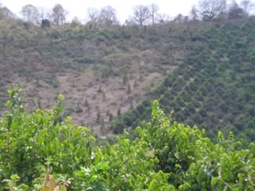 F27 - Venta Hacienda Agrícola en Portoviejo Manabí 32 ha