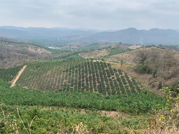 F27 - Venta Hacienda Agrícola en Portoviejo Manabí 32 ha