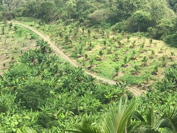 F27 - Venta Hacienda Agrícola en Portoviejo Manabí 32 ha