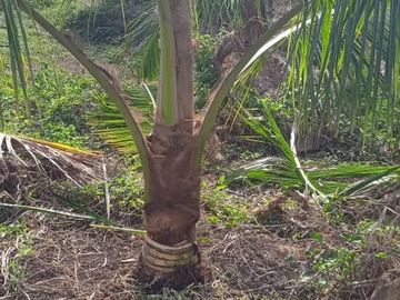 F27 - Venta Hacienda Agrícola en Portoviejo Manabí 32 ha