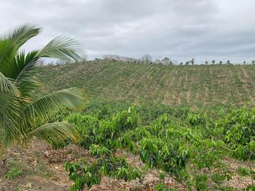 F27 - Venta Hacienda Agrícola en Portoviejo Manabí 32 ha