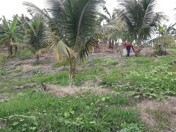 F27 - Venta Hacienda Agrícola en Portoviejo Manabí 32 ha