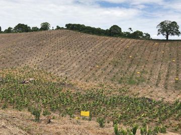 F27 - Venta Hacienda Agrícola en Portoviejo Manabí 32 ha