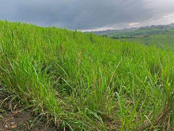 Se Vende: Finca agrícola/ganadera bien explotada en Las piedras de Mongolla, Chone