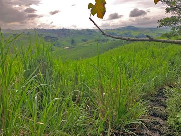 Se Vende: Finca agrícola/ganadera bien explotada en Las piedras de Mongolla, Chone