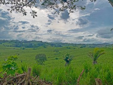 Se Vende: Finca agrícola/ganadera bien explotada en Las piedras de Mongolla, Chone