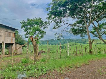 Se Vende: Finca agrícola/ganadera bien explotada en Las piedras de Mongolla, Chone