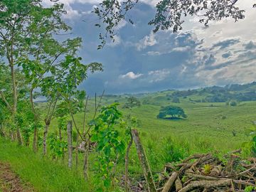 Se Vende: Finca agrícola/ganadera bien explotada en Las piedras de Mongolla, Chone