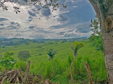 Se Vende: Finca agrícola/ganadera bien explotada en Las piedras de Mongolla, Chone