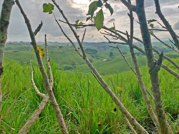 Se Vende: Finca agrícola/ganadera bien explotada en Las piedras de Mongolla, Chone