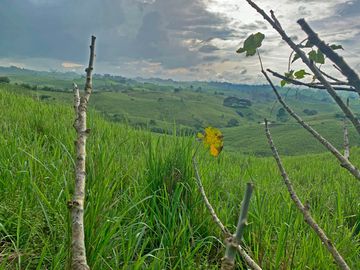 Se Vende: Finca agrícola/ganadera bien explotada en Las piedras de Mongolla, Chone