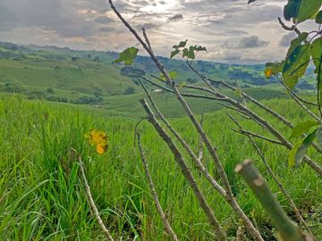 Se Vende: Finca agrícola/ganadera bien explotada en Las piedras de Mongolla, Chone