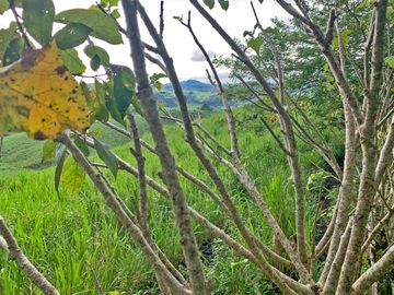 Se Vende: Finca agrícola/ganadera bien explotada en Las piedras de Mongolla, Chone