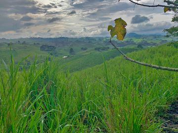 Se Vende: Finca agrícola/ganadera bien explotada en Las piedras de Mongolla, Chone