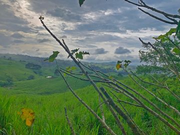 Se Vende: Finca agrícola/ganadera bien explotada en Las piedras de Mongolla, Chone