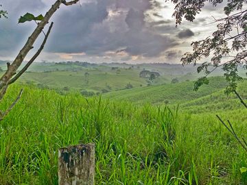 Se Vende: Finca agrícola/ganadera bien explotada en Las piedras de Mongolla, Chone