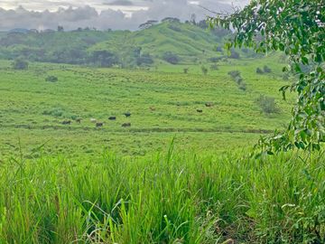 Se Vende: Finca agrícola/ganadera bien explotada en Las piedras de Mongolla, Chone