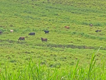 Se Vende: Finca agrícola/ganadera bien explotada en Las piedras de Mongolla, Chone