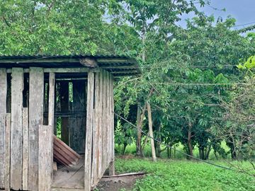 Se Vende: Finca agrícola/ganadera bien explotada en Las piedras de Mongolla, Chone