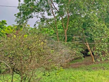 Se Vende: Finca agrícola/ganadera bien explotada en Las piedras de Mongolla, Chone
