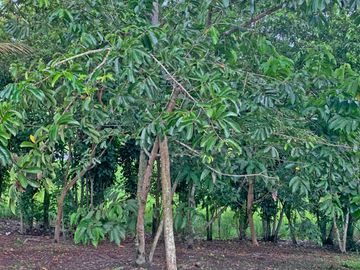 Se Vende: Finca agrícola/ganadera bien explotada en Las piedras de Mongolla, Chone