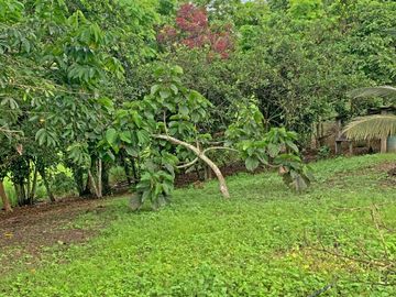 Se Vende: Finca agrícola/ganadera bien explotada en Las piedras de Mongolla, Chone