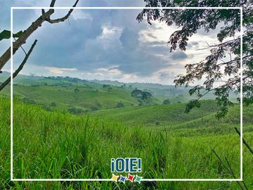 Se Vende: Finca agrícola/ganadera bien explotada en Las piedras de Mongolla, Chone