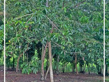 Se Vende: Finca agrícola/ganadera bien explotada en Las piedras de Mongolla, Chone