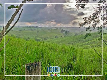 Se Vende: Finca agrícola/ganadera bien explotada en Las piedras de Mongolla, Chone