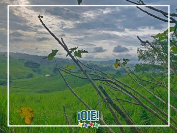 Se Vende: Finca agrícola/ganadera bien explotada en Las piedras de Mongolla, Chone