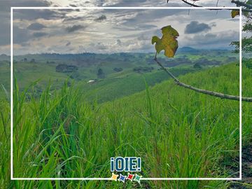 Se Vende: Finca agrícola/ganadera bien explotada en Las piedras de Mongolla, Chone