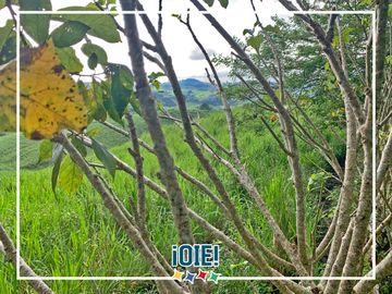 Se Vende: Finca agrícola/ganadera bien explotada en Las piedras de Mongolla, Chone