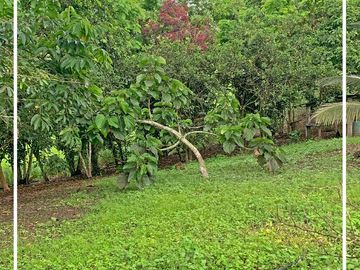Se Vende: Finca agrícola/ganadera bien explotada en Las piedras de Mongolla, Chone