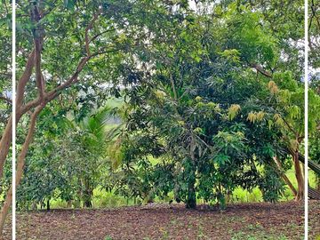 Se Vende: Finca agrícola/ganadera bien explotada en Las piedras de Mongolla, Chone