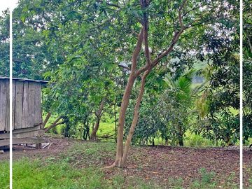 Se Vende: Finca agrícola/ganadera bien explotada en Las piedras de Mongolla, Chone